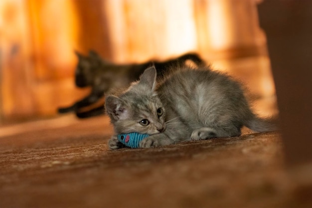 Kittens spelen met muisspeelgoed veelkleurig kitten zittend in een mand