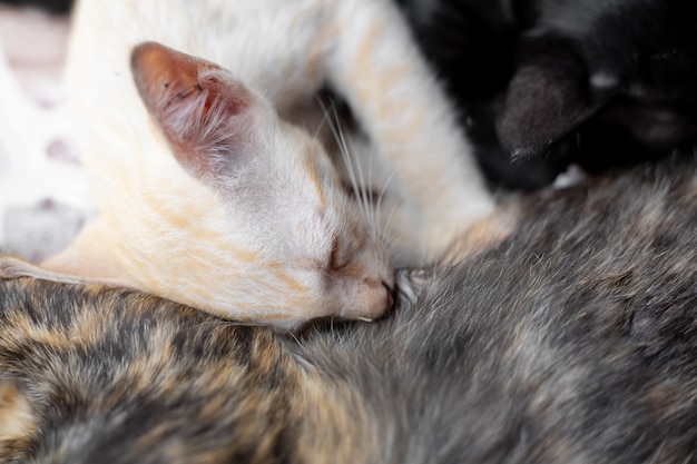 Kittens that are sucking milk.