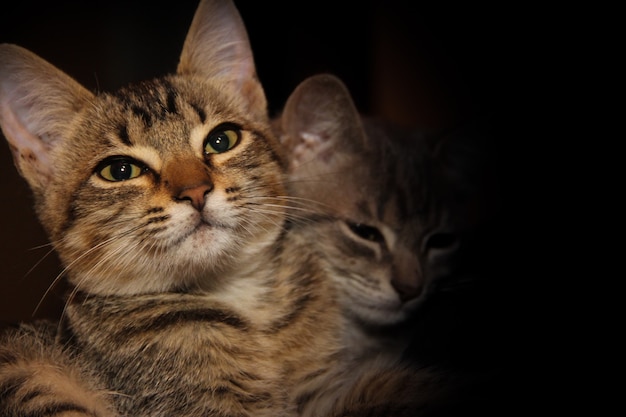 kittens with black background