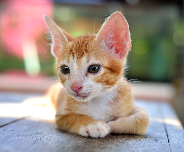 Kittens on wooden