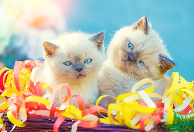 Kittens wrapped in serpentine sitting in a basket near fir tree in winter