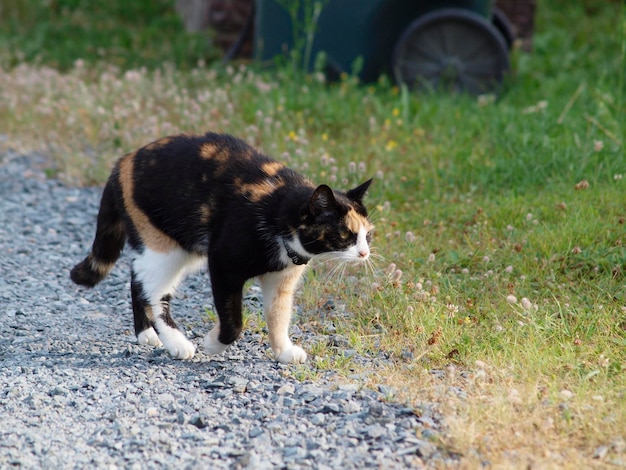 Foto gattini nel cortile