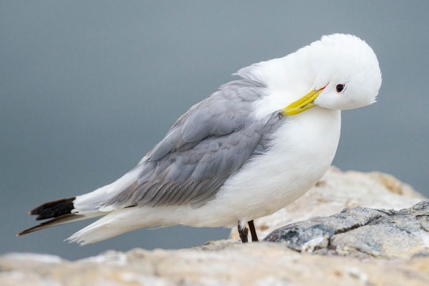 Kittiwake Rissa tridactyla 노섬벌랜드 잉글랜드