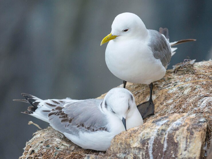 Kittiwake Rissa tridactyla 노섬벌랜드 잉글랜드