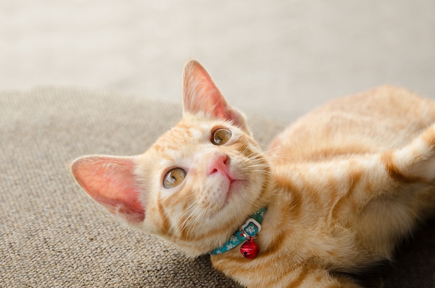 茶色の椅子に横たわっているキティの猫