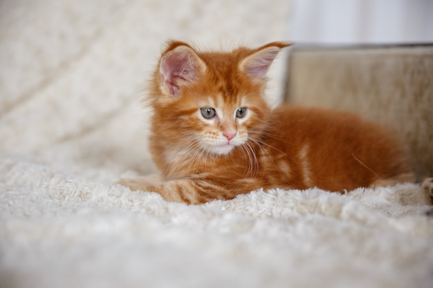 Kitty is at home, Maine Coon kitten