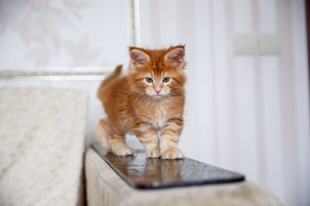 Kitty is at home, Maine Coon kitten