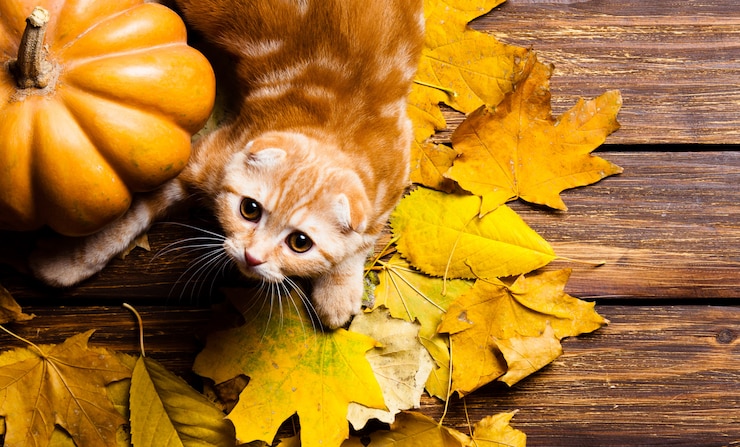 Фотография котенок и тыква