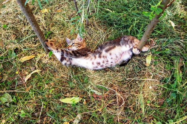 Foto gattino con la pancia maculata che si allunga e sbadiglia