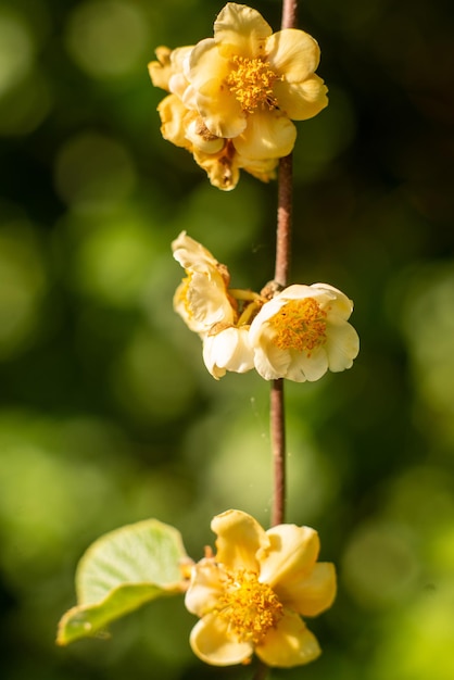 Kiwi bloemen op een boom close-up macro