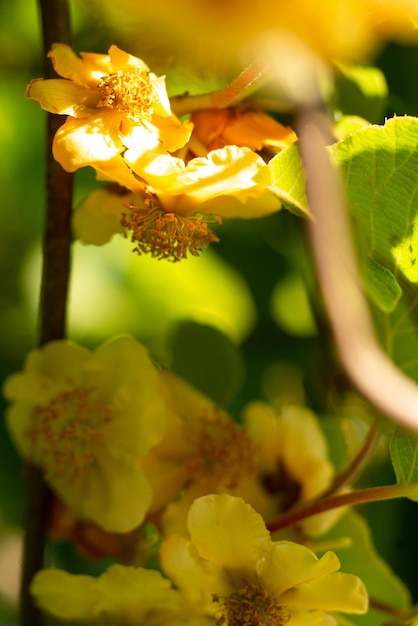 Kiwi bloemen op een boom close-up macro