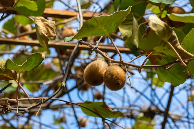 Kiwi on a branch in the garden