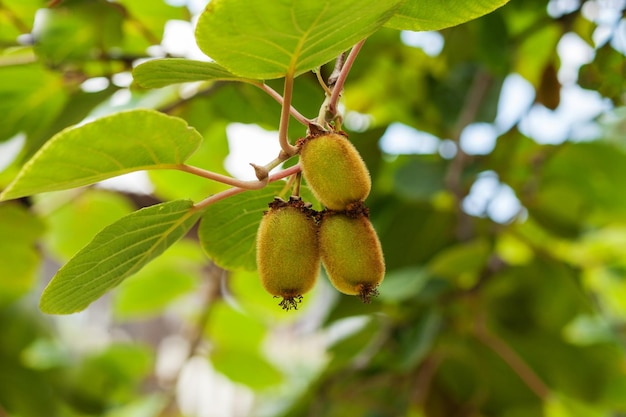 Kiwi Fruit op boom groeit Kiwi Fruit ActinidiaExotic Tropical Ripe Kiwi plant