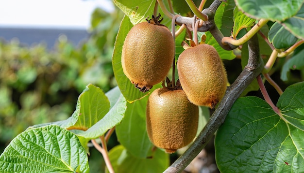 Kiwi fruits ripening on the tree