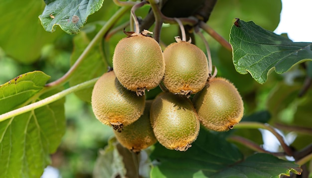 Kiwi fruits ripening on the tree