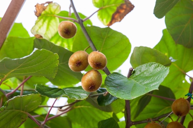 Kiwifruit op de tak