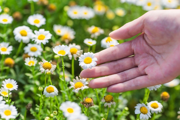 Klaar om chrysant te kiezen, mannekracht