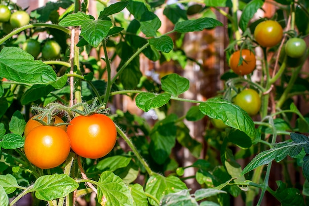 Klaar rode tomaten in de kas