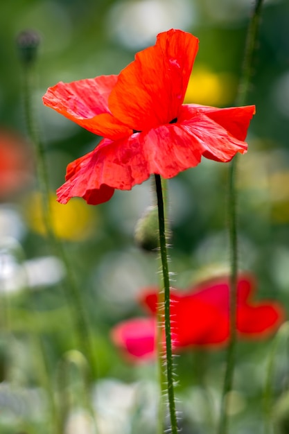 Klaprozen bloeien in een strook wilde bloemen in East Grinstead