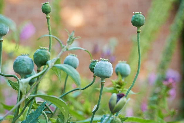 Klaprozen bloeien Klaprozen bloeien op het platteland Denemarken