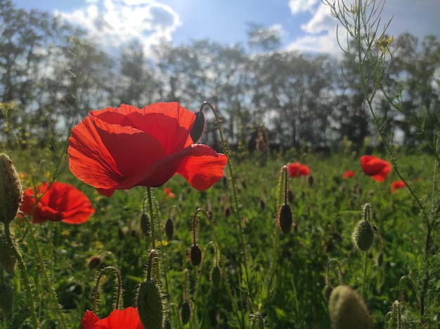 klaprozen genomen met een mobiele telefoon Foto van hoge kwaliteit