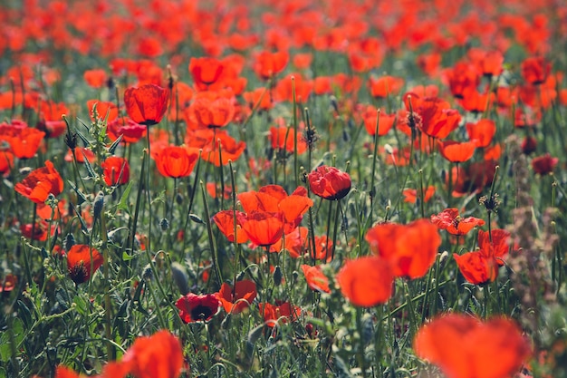 Klaprozenveld Een prachtig veld met bloeiende klaprozen