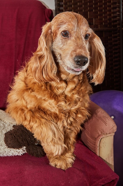 Klassieke hondenontspanning Engelse cocker-spaniël op vintage fauteuil