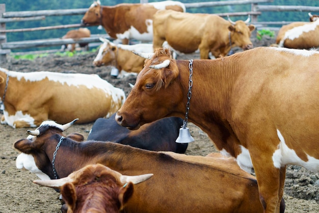 Klassieke landelijke boerderij koeienstal Melkkoeien