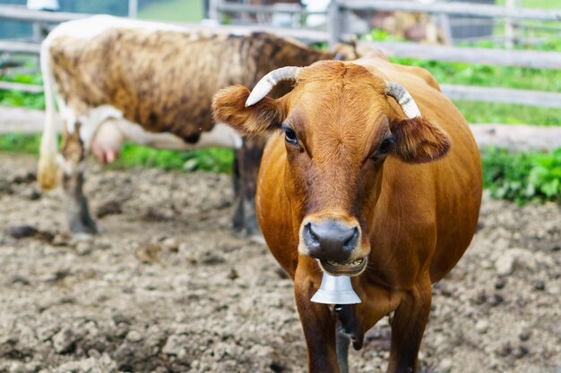 Klassieke landelijke boerderij koeienstal Melkkoeien