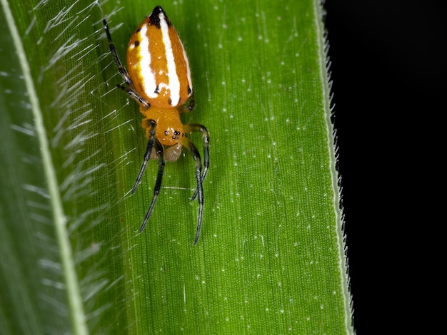 Klassieke Orbweaver van de soort Alpaida rubellula