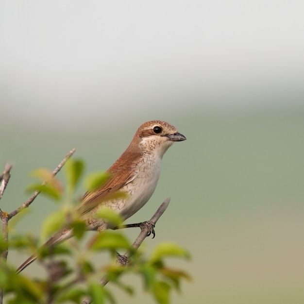 Klauwier met rode rug (Lanius collurio).