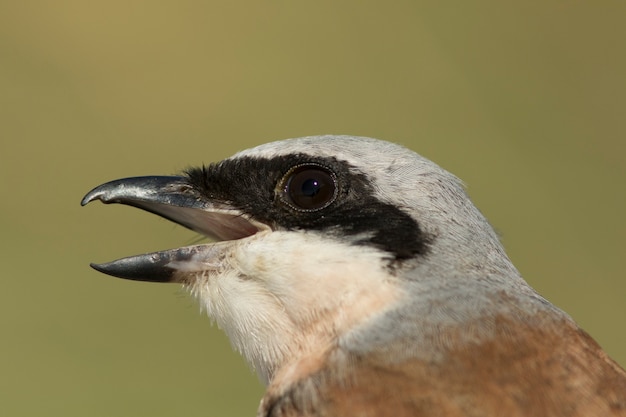 Foto klauwier met rode rug