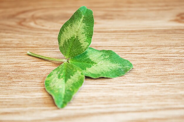 Klaver blad. Fijne St Patrick's Day. Selectieve focus natuur