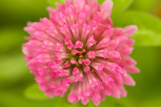 Klaver bloem close-up