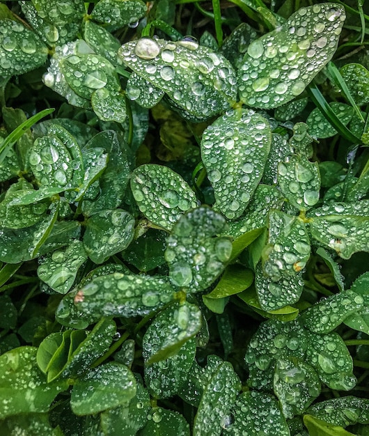 Klaver en gras met waterdruppels na regen mobiele fotografie