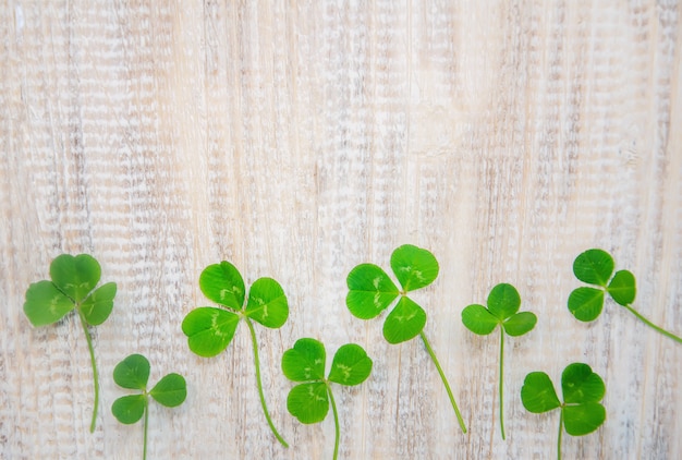 Foto klaverblad. fijne st patrick's day. selectieve aandacht.