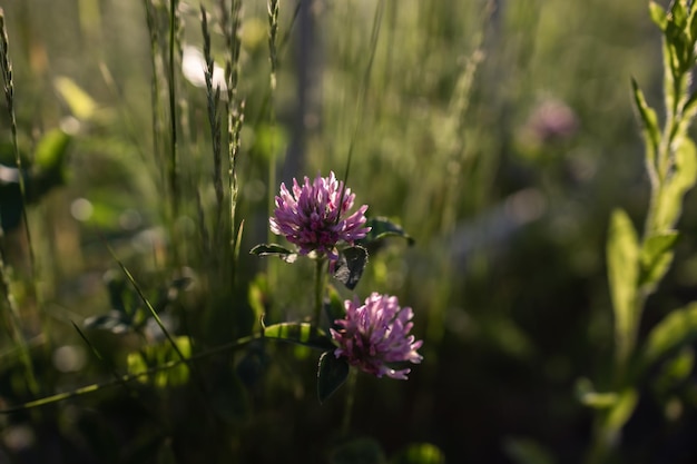 Klaverbloem verlicht door de zon