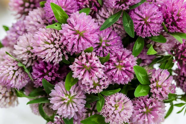 Klaverbloemen in een glazen vaas Kruidenoogst van geneeskrachtige grondstoffen