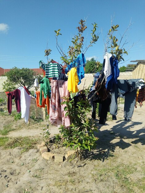 Foto kleding droogt op een plant tegen de lucht.