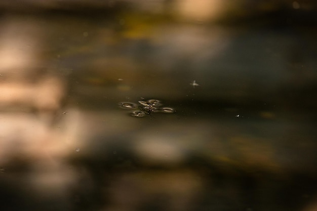 Foto klein aquatisch insect op het wateroppervlak