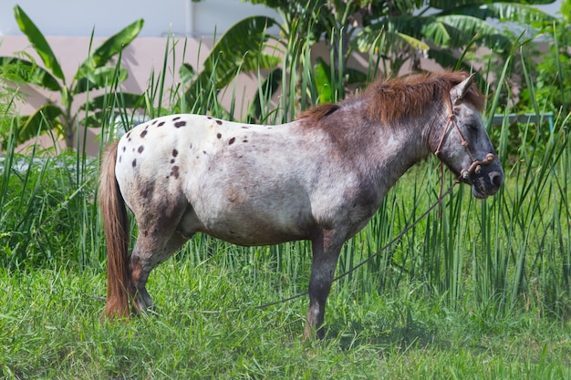 klein Aziatisch paard