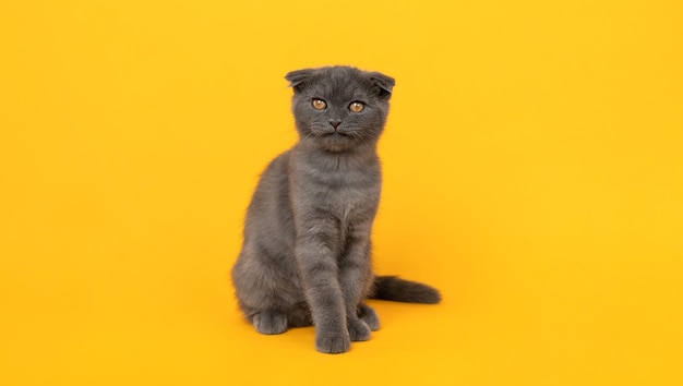 Foto klein blauwzwart katje van het schotse vouwras en kijkt uit op een oranje achtergrond