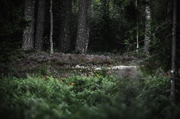 Klein boslandschap tussen de bomen