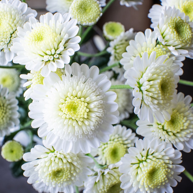 Klein bossig wit chrysantenclose-up. Het concept van de lente, zomer, bloei, vakantie.