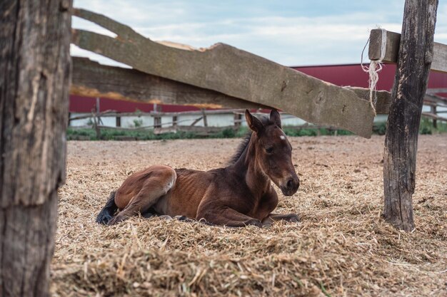 Klein bruin hengstveulen op de boerderij