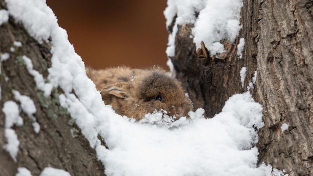 klein bruin konijntje in de sneeuw