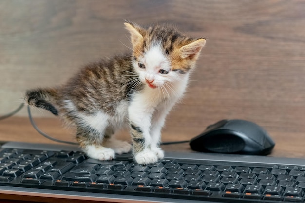 Klein charmant katje op kantoor in de buurt van de computermuis en het toetsenbord Het katje verkent de computer