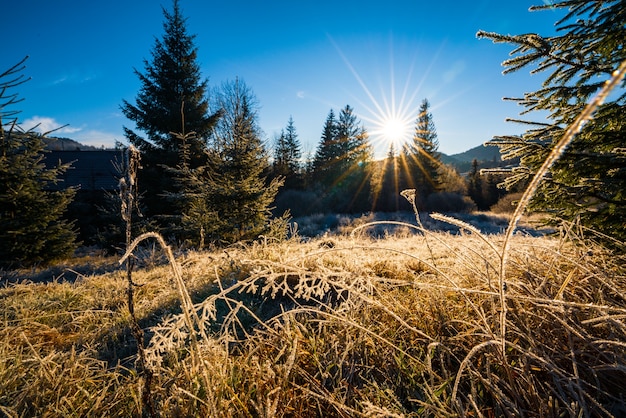 Klein droog gras bedekt met kristalvorst van vorst tegen de achtergrond van de felle koude zon en groenblijvende blauwe kerstbomen