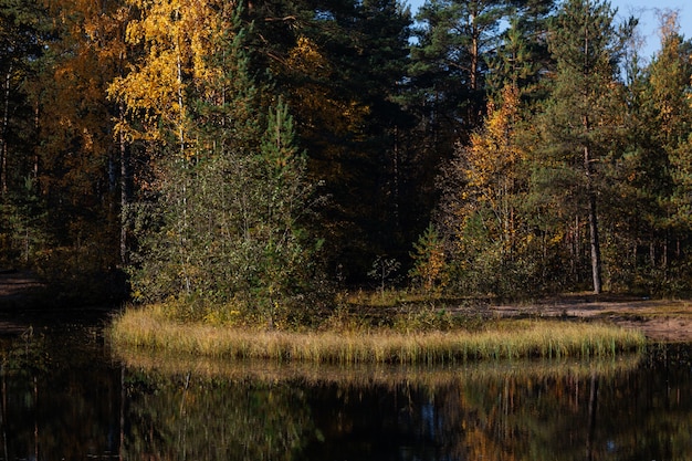 Klein eiland in het midden van de vijver in het vroege herfstbos