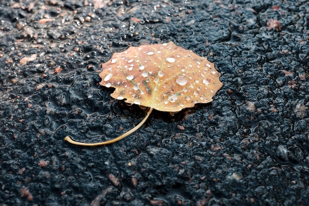 Klein geel herfstblad op het asfalt